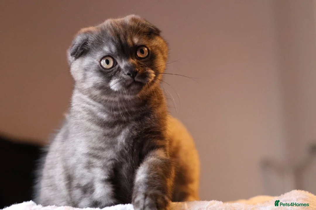 British Shorthair cats for stud: Lilac GCCF active stud Manchester  in Manchester - Advert 18