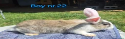 Continental Giant rabbits for sale: Pure Continental Giant Vaccinated  - Advert 21