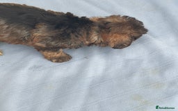 Mixed Breed dogs for sale: Lucus terrier cross toy poodle puppies - Advert 5