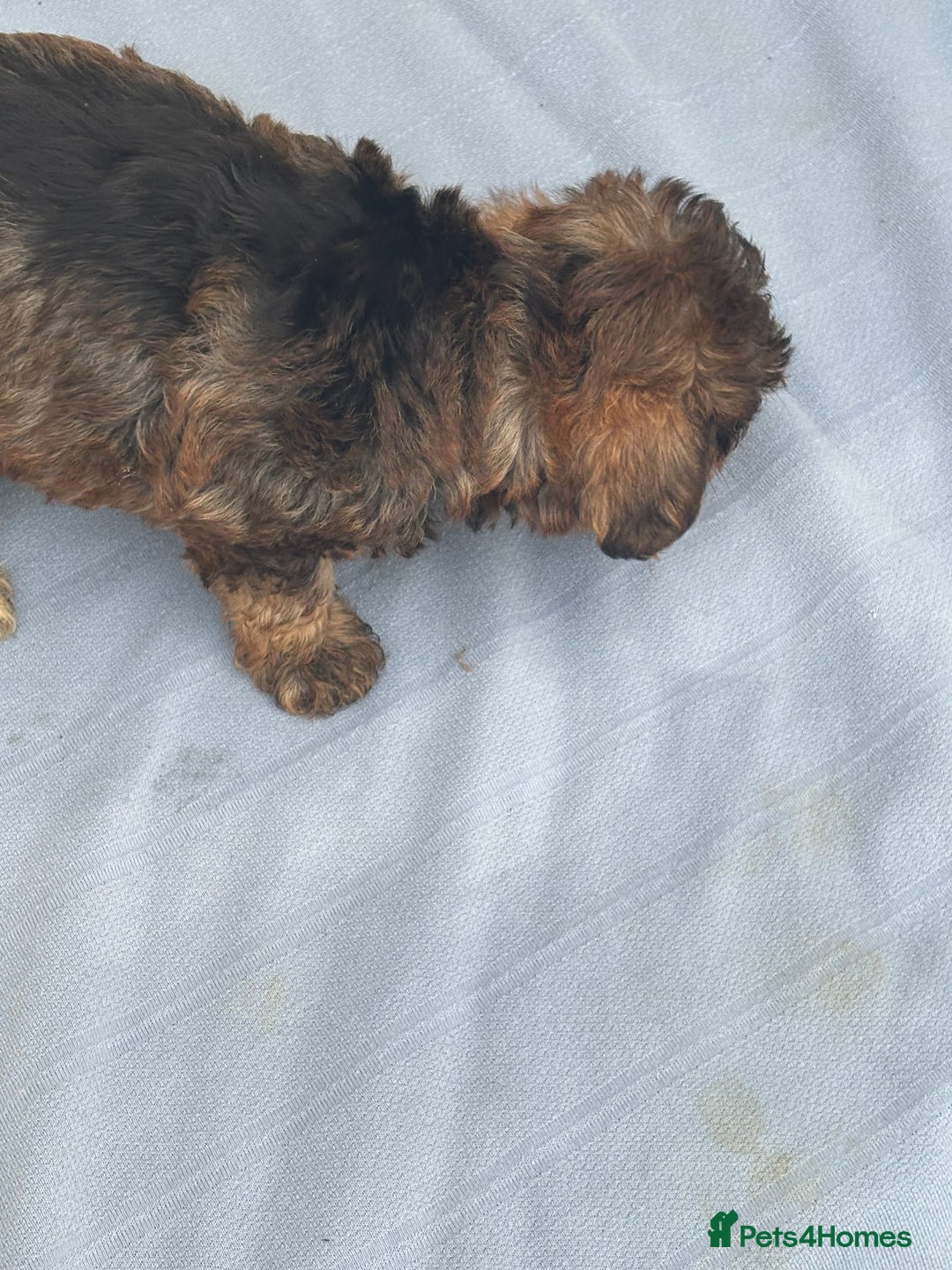 Mixed Breed dogs for sale: Lucus terrier cross toy poodle puppies - Advert 5
