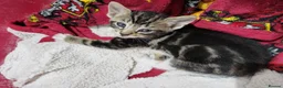 British Shorthair cats for sale: Kittens for sale in Canterbury - Advert 6