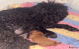 Cavapoo dogs for sale: F1 cavapoo babies  - Image 6
