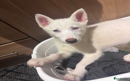Utonagan dogs for sale: Last 2 Husky (Utonagon) Puppies - READY NOW - Image 17