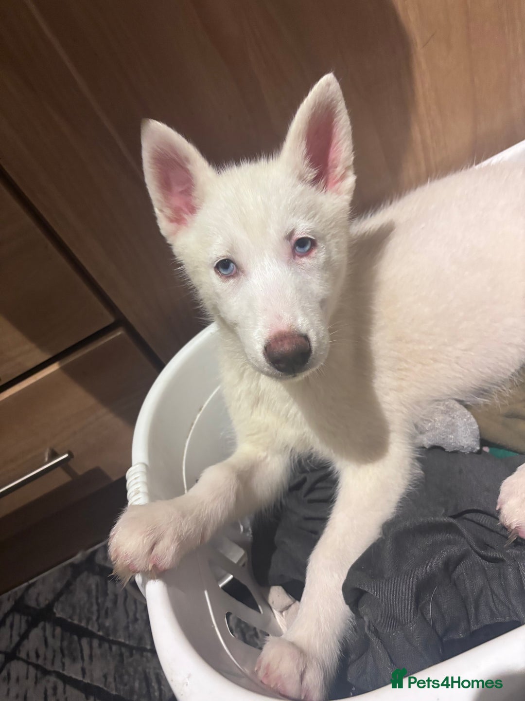 Utonagan dogs for sale: Last 2 Husky (Utonagon) Puppies - READY NOW - Image 17