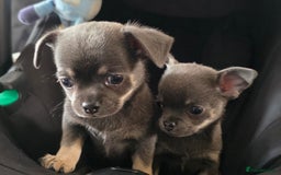 Chihuahua dogs for sale: 2 gorgeous blue & tan chihuahuas  - Image 7