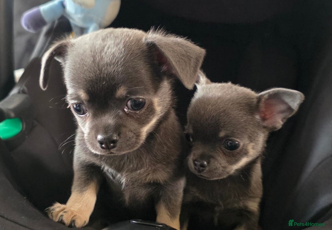 Chihuahua dogs for sale: 2 gorgeous blue & tan chihuahuas  - Image 7