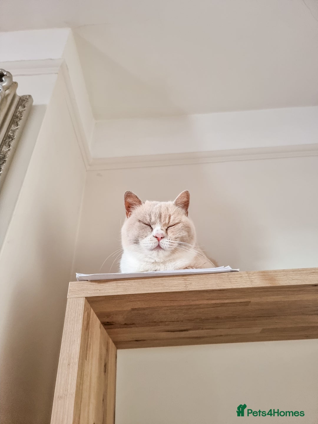 British Shorthair cats for sale: Retired fawn tortie + white British Shorthair  - Image 17