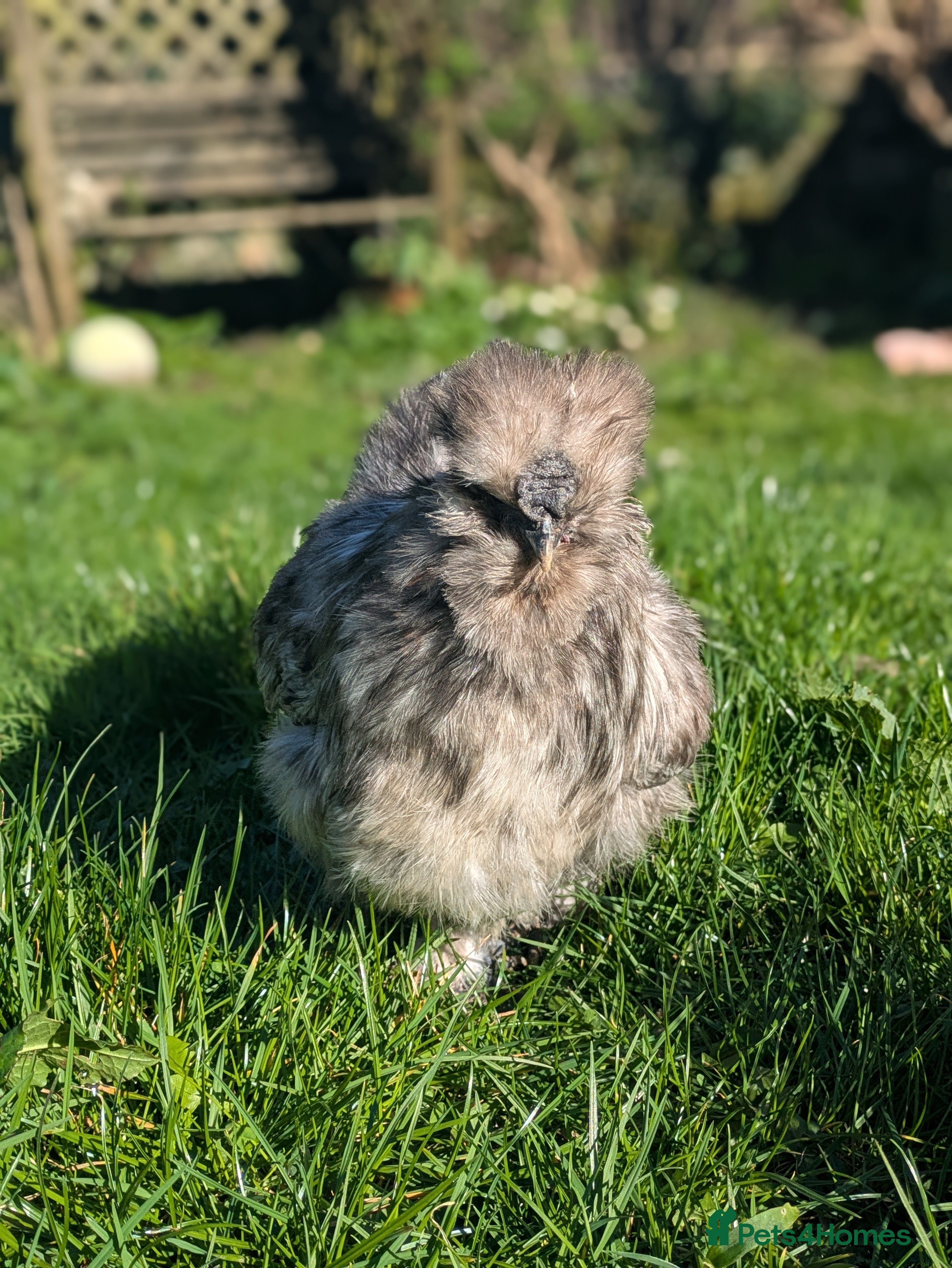 Chickens poultry Bantam silkie cockerel - Advert 1