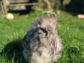 Chickens poultry Bantam silkie cockerel - Advert 1