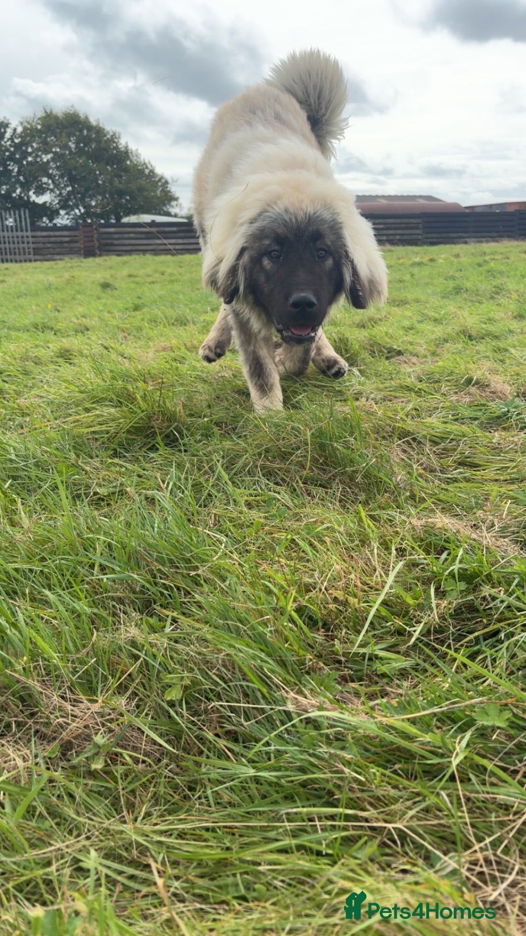 Caucasian Shepherd Dog dogs Caucasian shepherd  - Advert 3