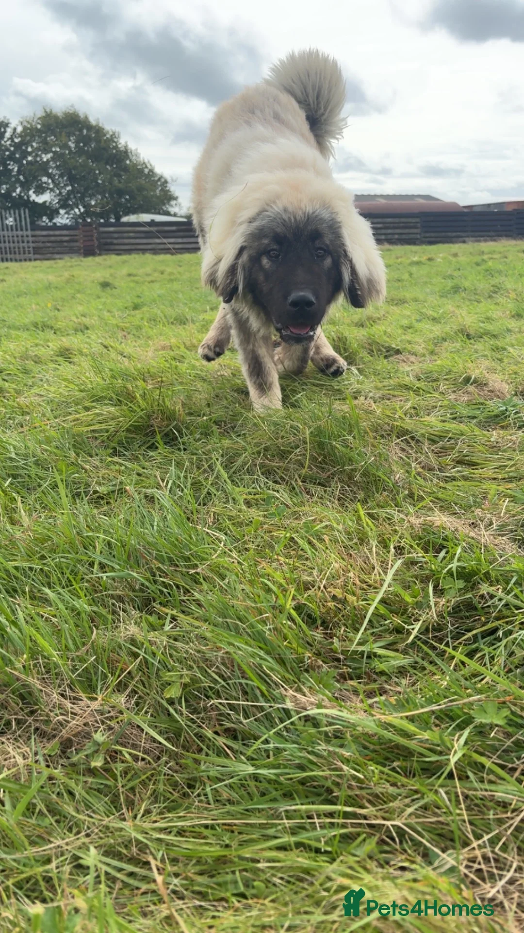 Caucasian Shepherd Dog dogs for sale: Caucasian shepherd  - Advert 1