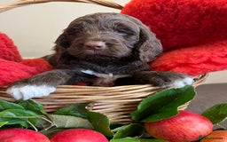 Sproodle dogs for sale: The apple of my eye - Image 4