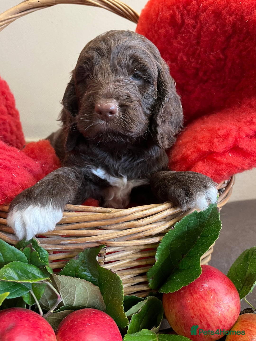 Sproodle dogs for sale: The apple of my eye - Image 4
