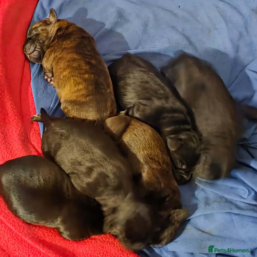 Mixed Breed dogs for sale: Froodle puppies  - Advert 6