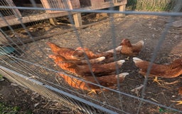 Mixed Breed birds for sale: Hybrid chickens 7 hens 2 cocks 19 weeks old - Image 2