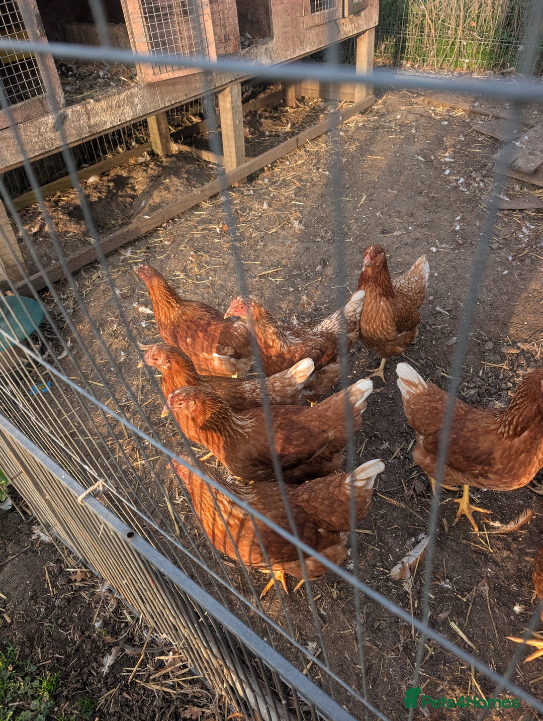 Mixed Breed birds for sale: Hybrid chickens 7 hens 2 cocks 19 weeks old - Image 2