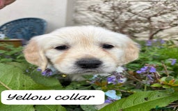 Golden Retriever dogs for sale: ❤️ Superb Litter of Golden Retriever Puppies ❤️ - Image 20
