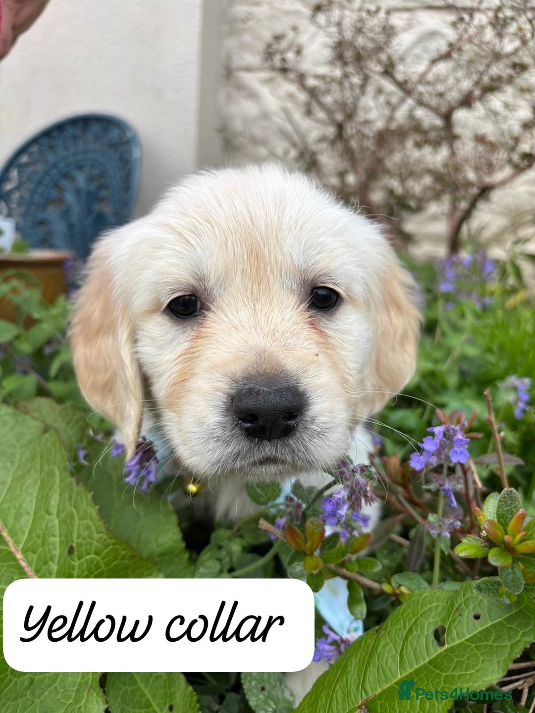 Golden Retriever dogs for sale: ❤️ Superb Litter of Golden Retriever Puppies ❤️ - Image 20