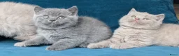 British Shorthair cats for sale: GCCF REGISTERED OUTSTANDING BRITISH SHORTHAIR  - Advert 19