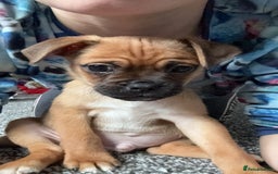 Jug dogs for sale: Reggie - Image 4