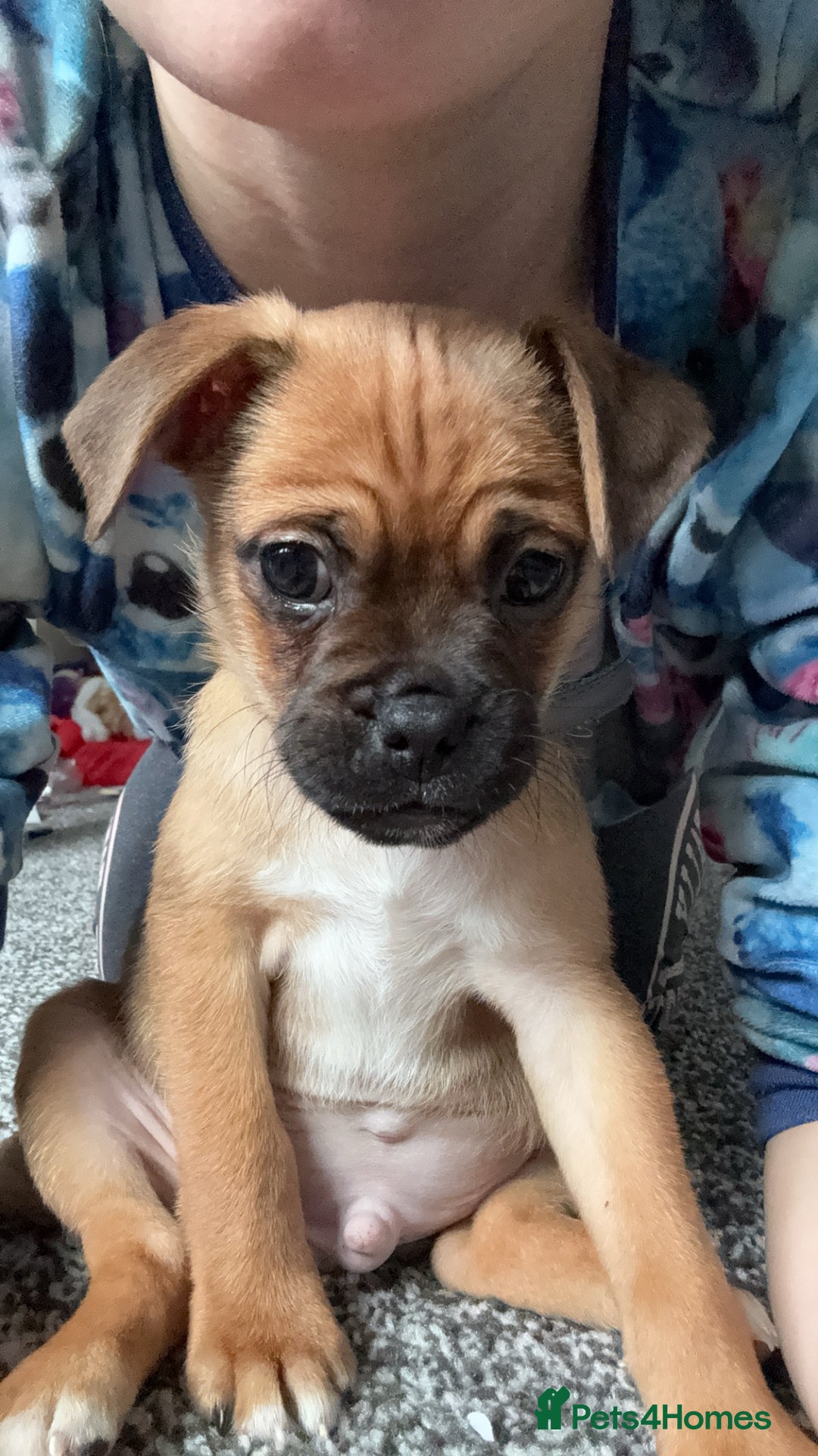 Jug dogs for sale: Reggie - Image 4