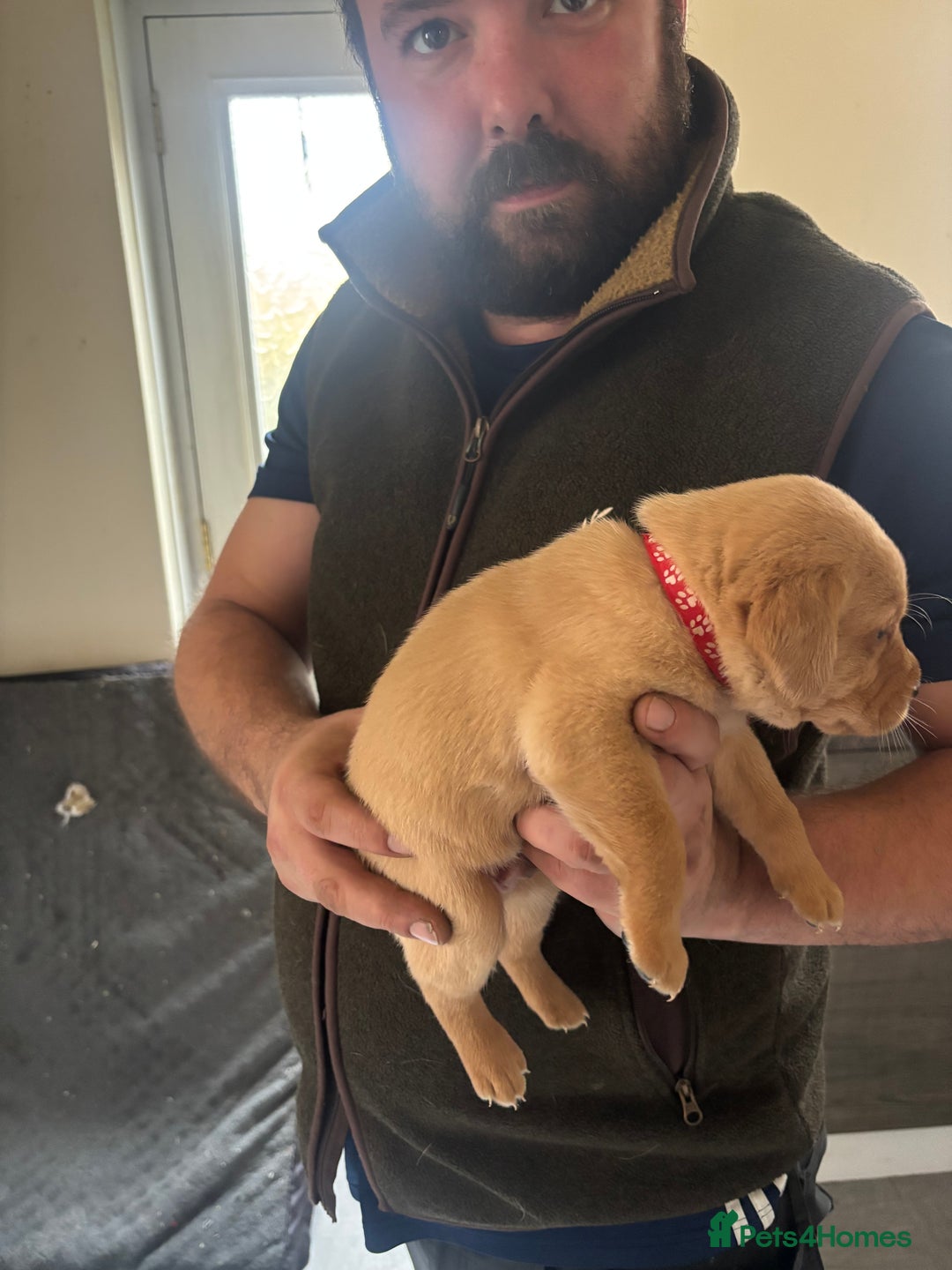 Labrador Retriever dogs for sale: Fox red Labrador - Advert 16