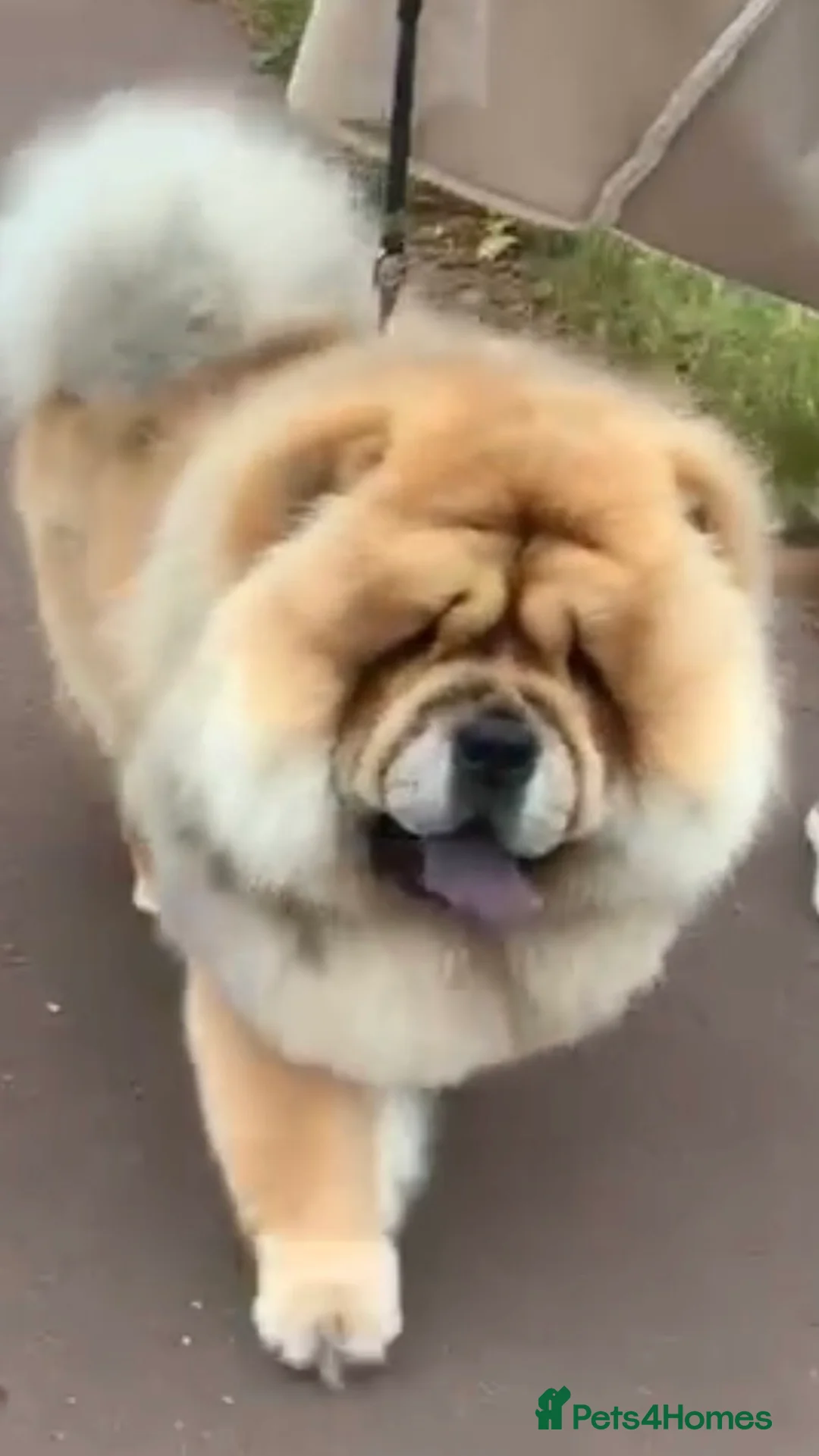 Chow Chow dogs for stud: Stunning chow chow in Lanark - Advert 2