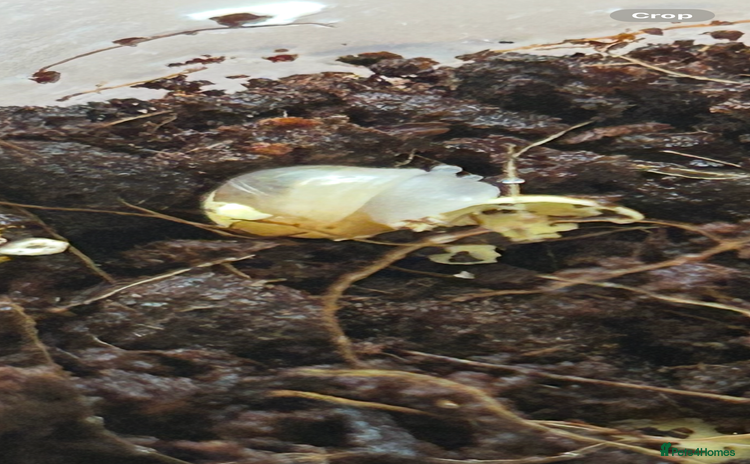 Snails invertebrates - Advert 1
