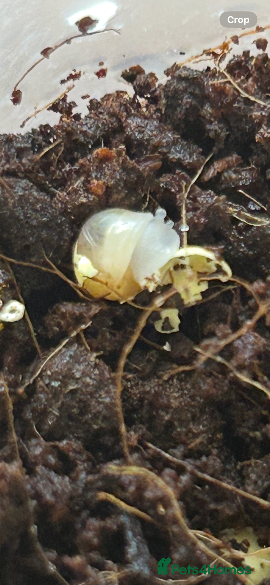 Snails invertebrates for sale: Giant African Land Snails.  - Image 1