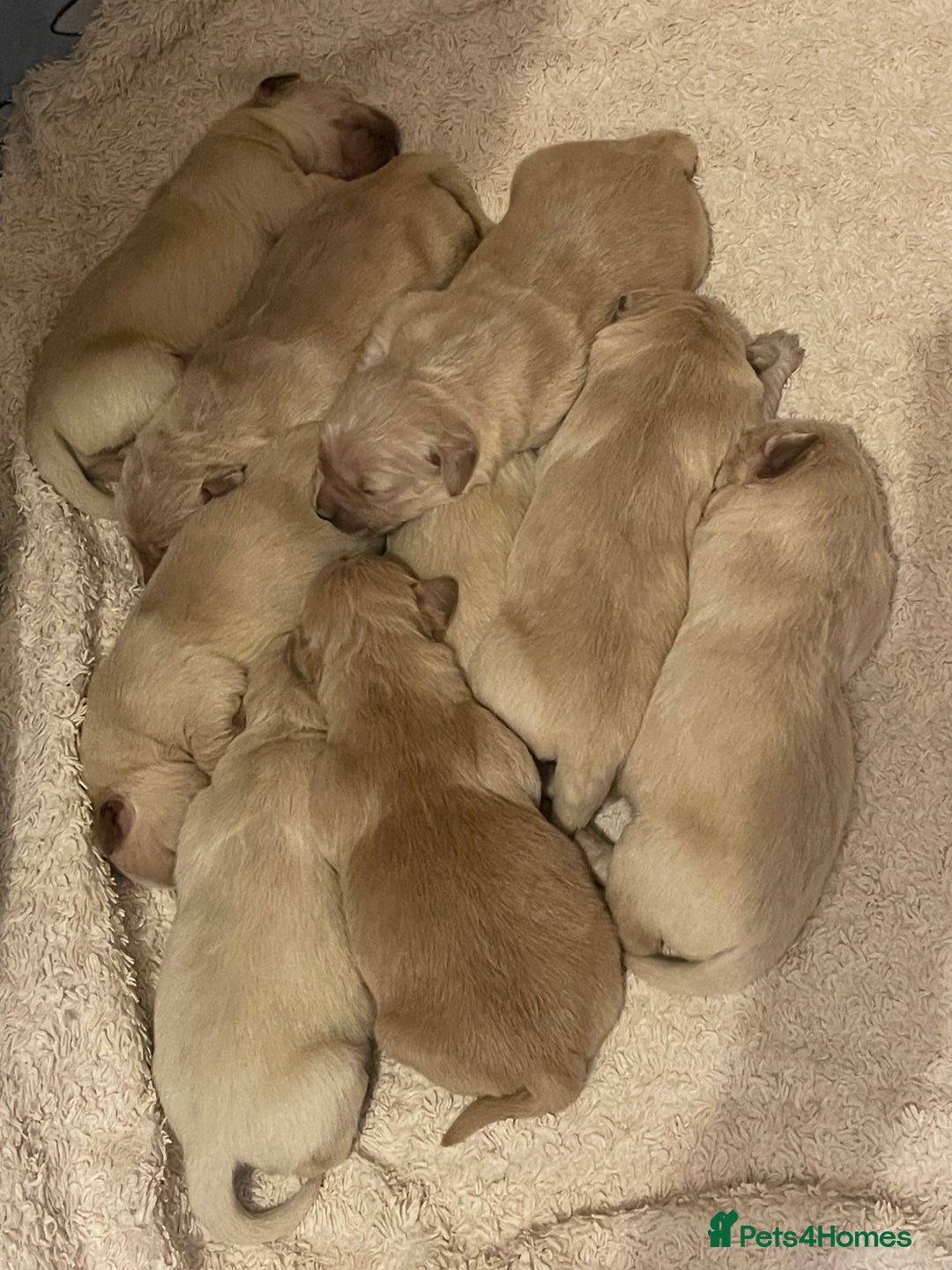 Golden Retriever dogs for sale: Perfectly Awesome Golden Retrievers  - Advert 9