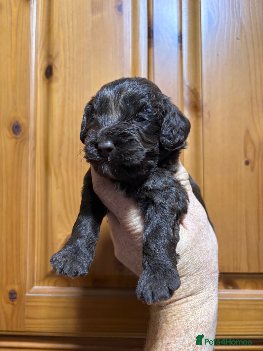 Cockapoo dogs for sale: Chocolate F1 Cockapoo Pups  - Advert 7