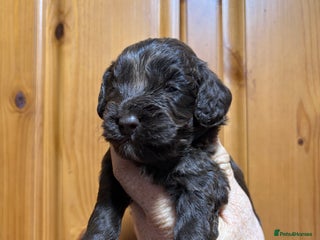 Cockapoo dogs Chocolate F1 Cockapoo Pups - Advert 2