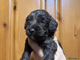 Cockapoo dogs Reservations being taken for March litter - Advert 3