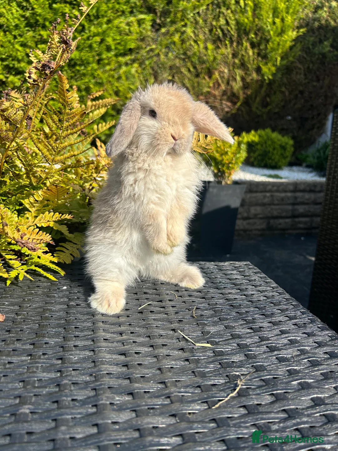 Mini Lop rabbits for sale: Adorable mini lops £85 - Advert 1