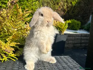 Mini Lop rabbits Adorable mini lops £85 - Advert 17