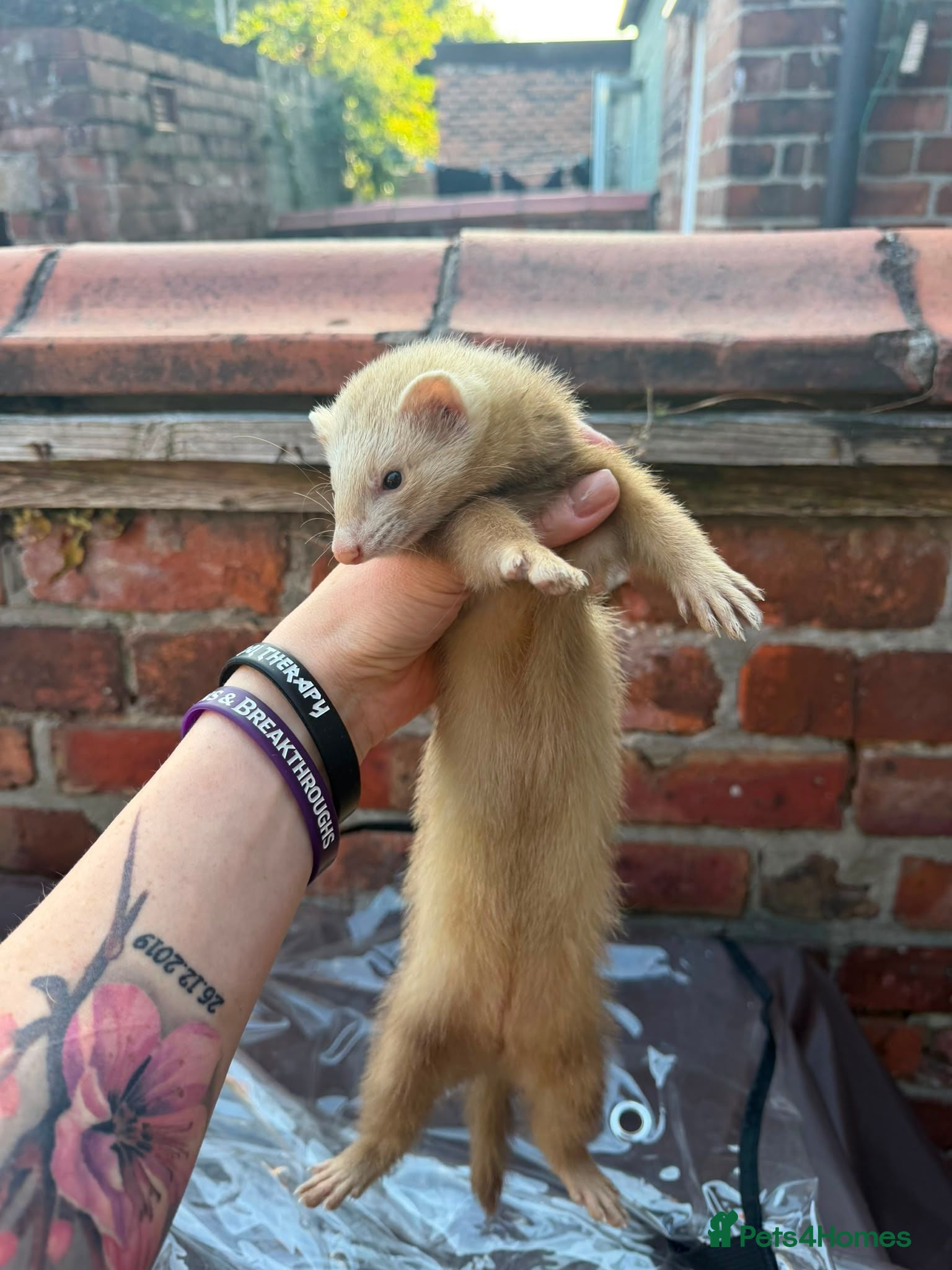 Ferret rodents 2 Young Female Ferrets + Full Setup - Advert 2