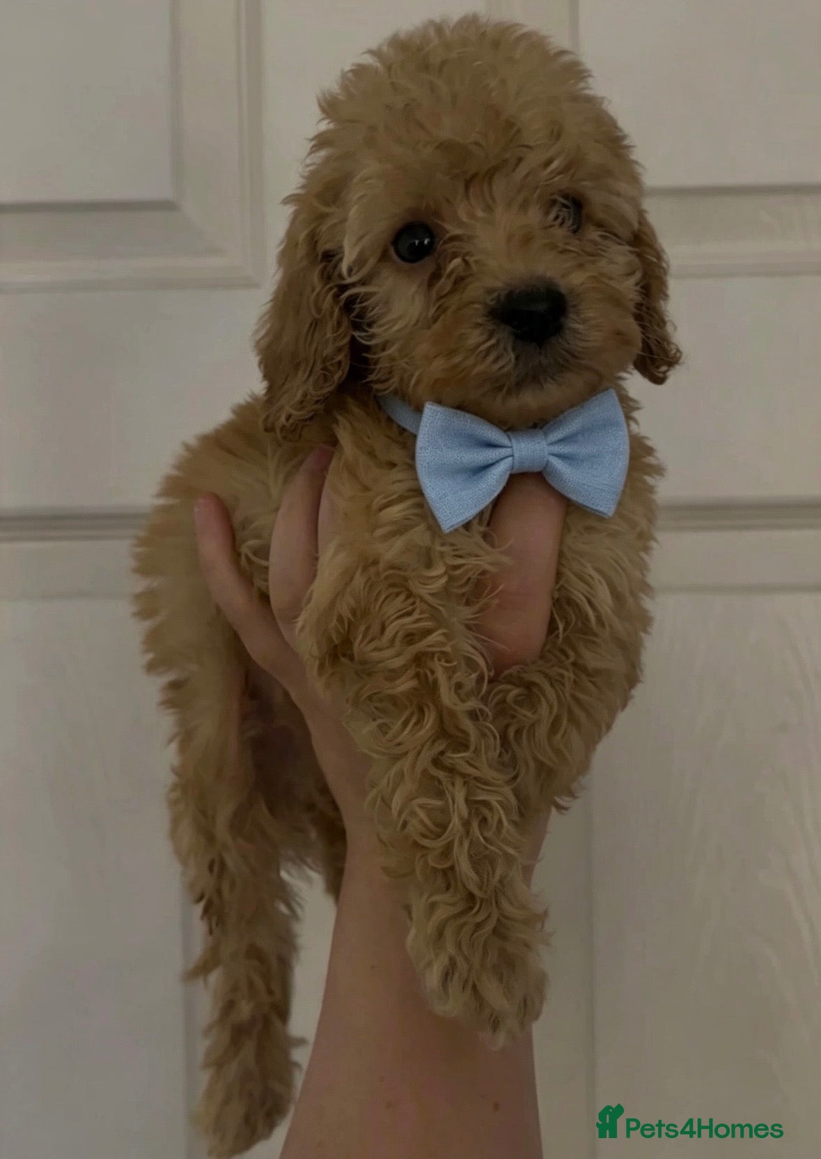 Cockapoo dogs Cockapoo puppies for sale  - Advert 13
