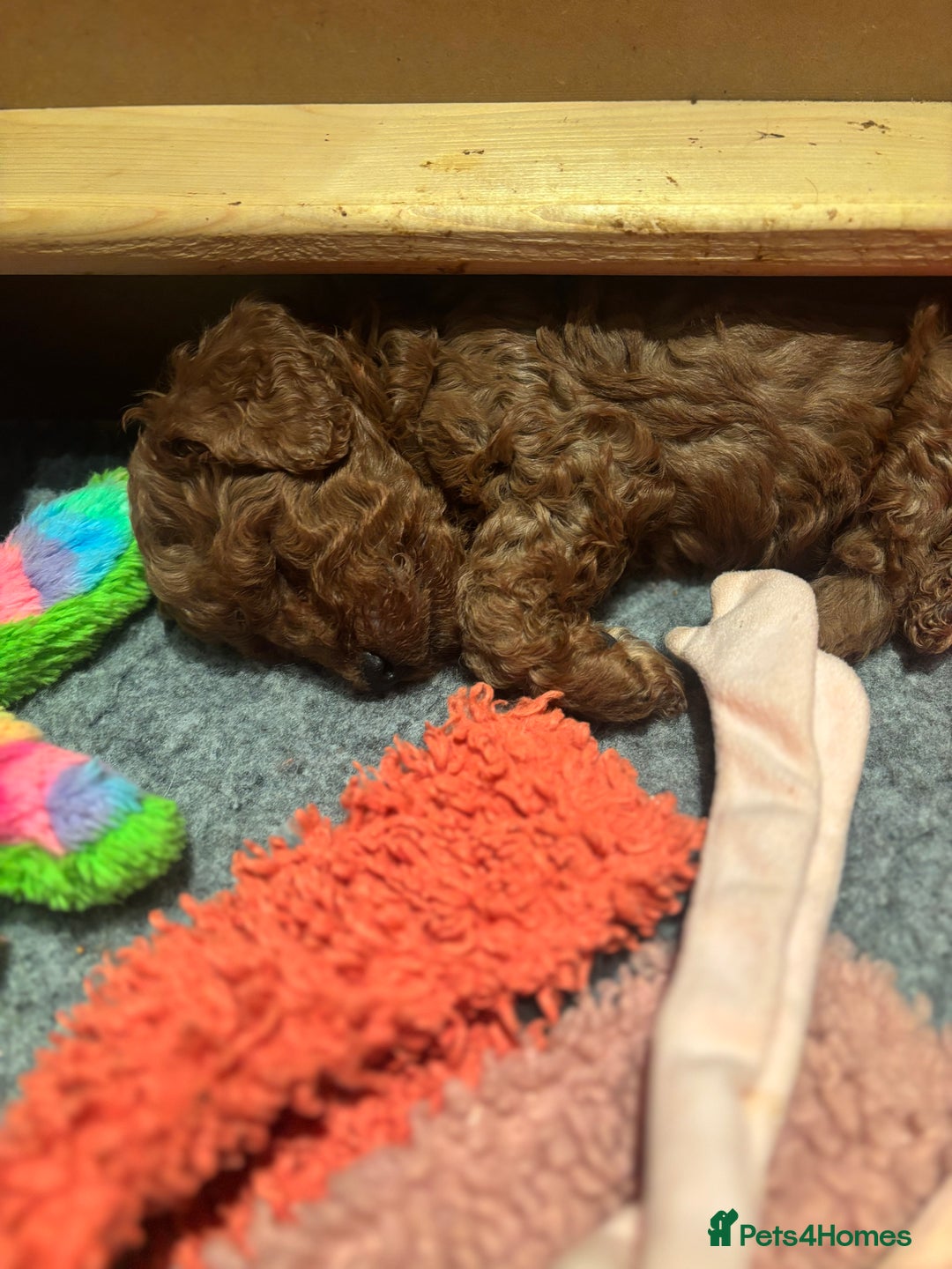 Miniature Poodle dogs for sale: KC Registered red miniature poodles  - Advert 5