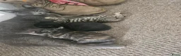 Mixed Breed cats for sale: 2 male 2 female kittens - Advert 6