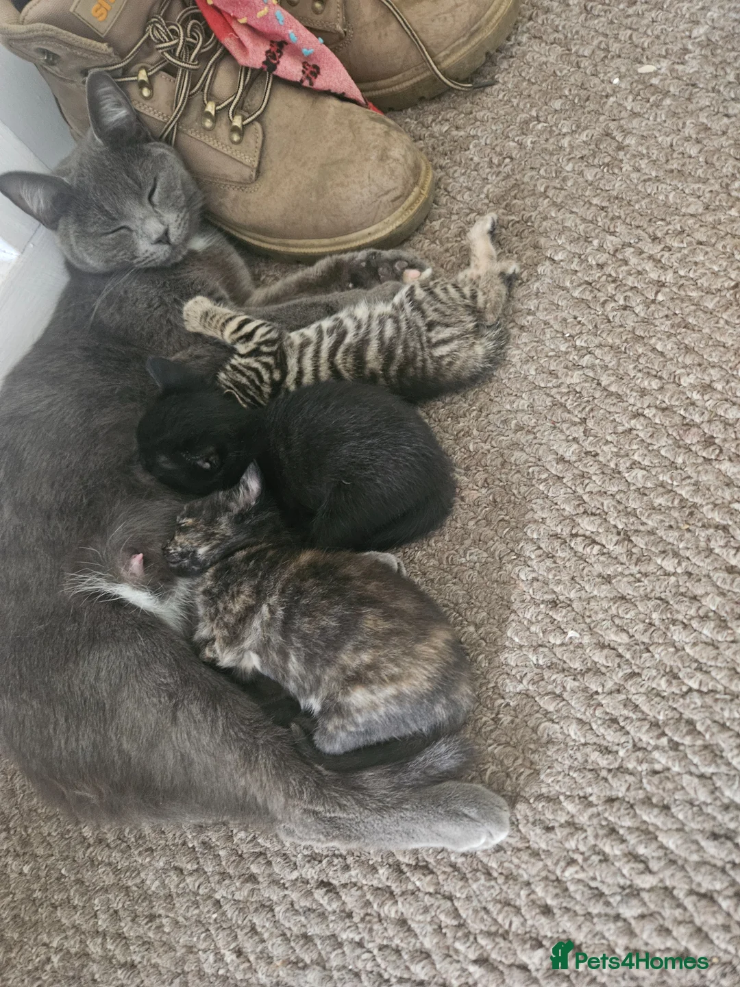 Mixed Breed cats for sale: 2 male 2 female kittens - Advert 6
