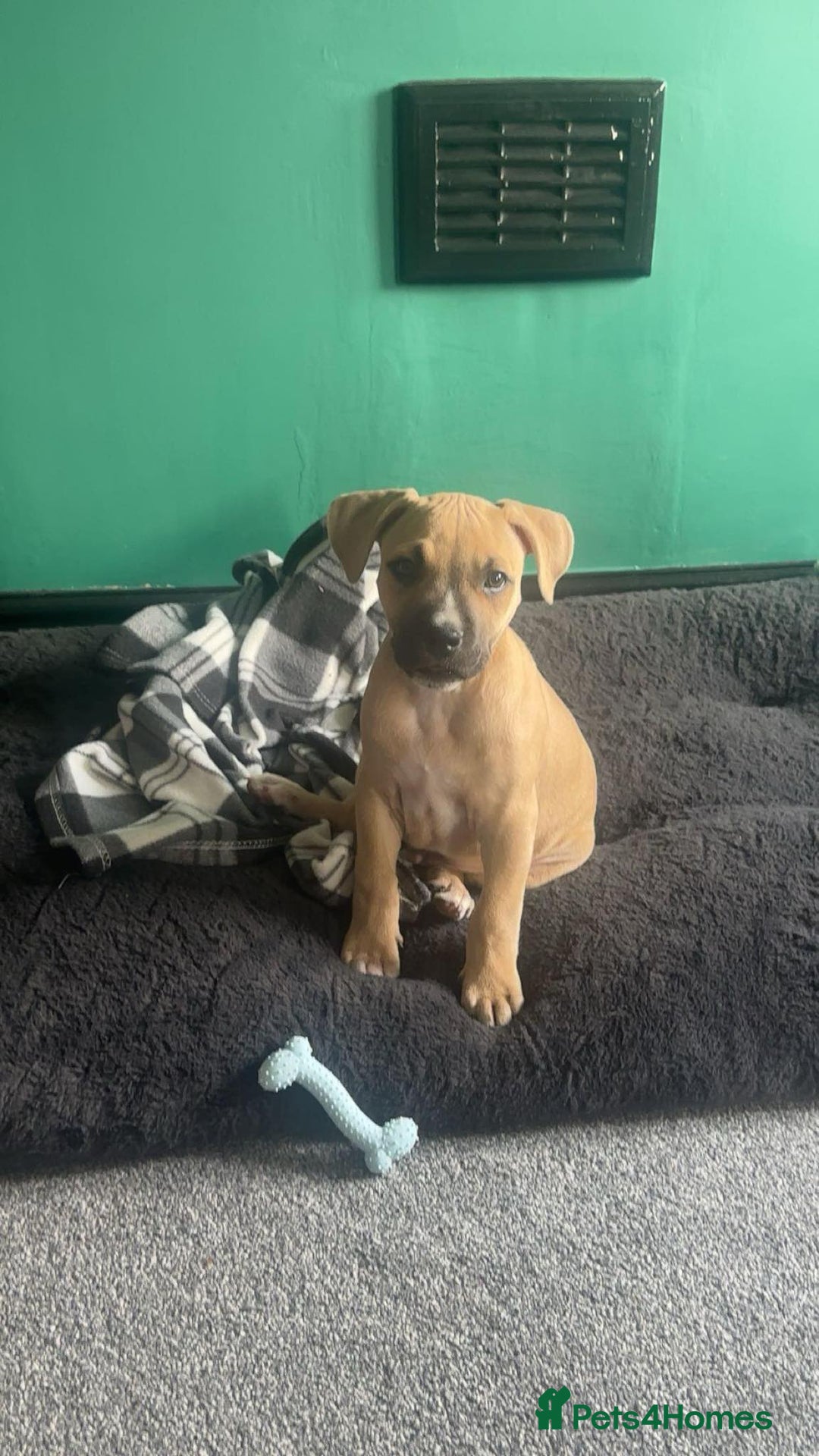 Staffordshire Bull Terrier dogs for sale: Staffy  - Image 5