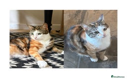 Domestic Shorthair cats for sale: three beautiful male kittens! in Newent - Image 14
