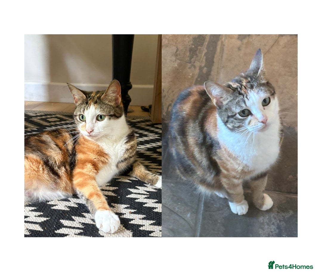 Domestic Shorthair cats for sale: three beautiful male kittens! in Newent - Image 14