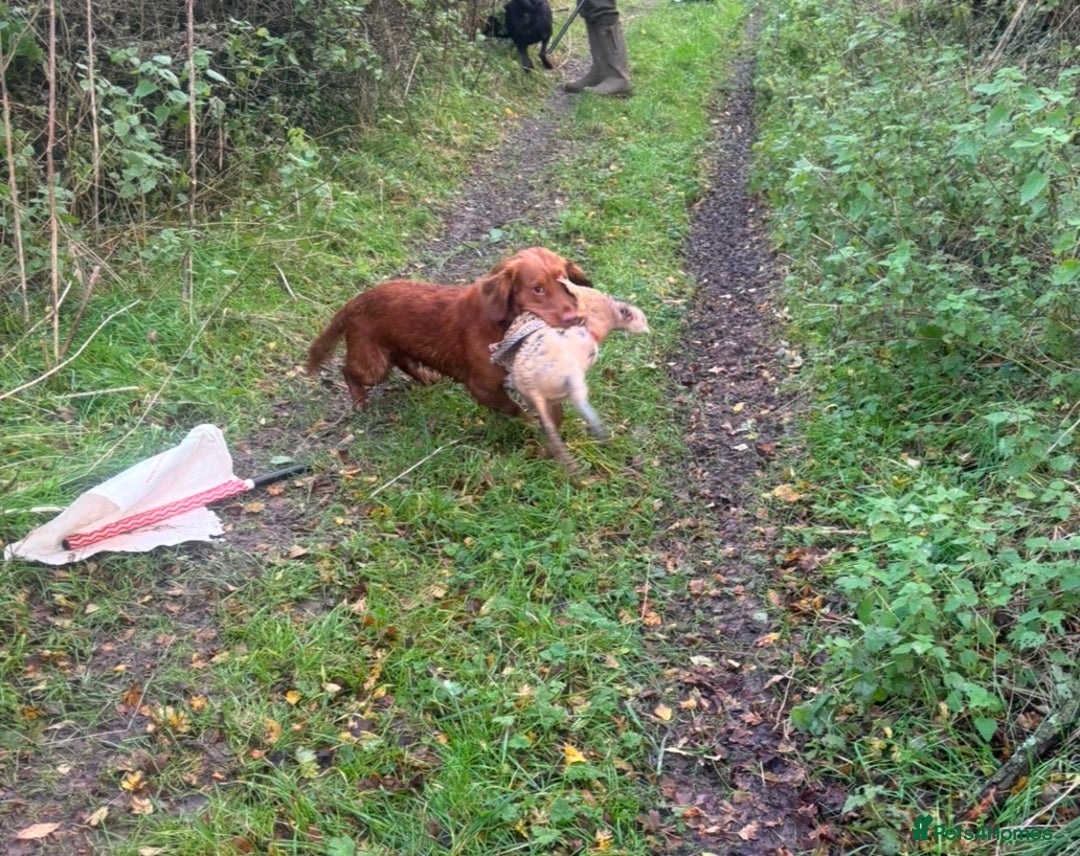 Cocker Spaniel dogs for stud: Health tested working cocker spaniel  in Devizes - Image 9