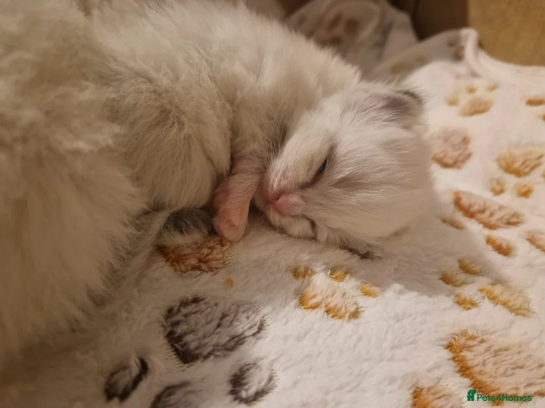 Ragdoll cats for sale: Pure beautiful Ragdoll Kittens  - Advert 4