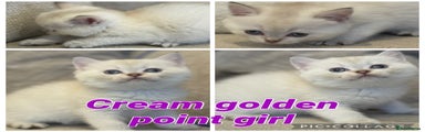 Cream golden point shorthair girl