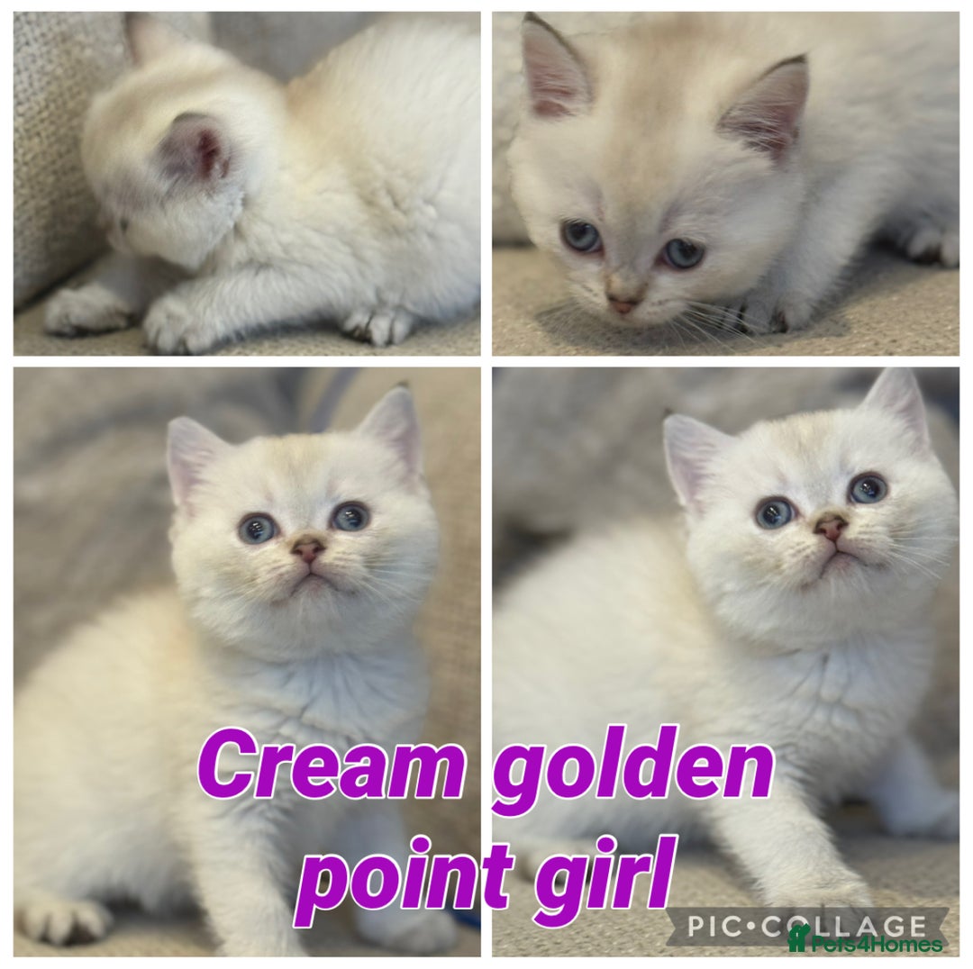 British Shorthair cats for sale: TICA Cream and golden British long and shorthair  - Advert 7
