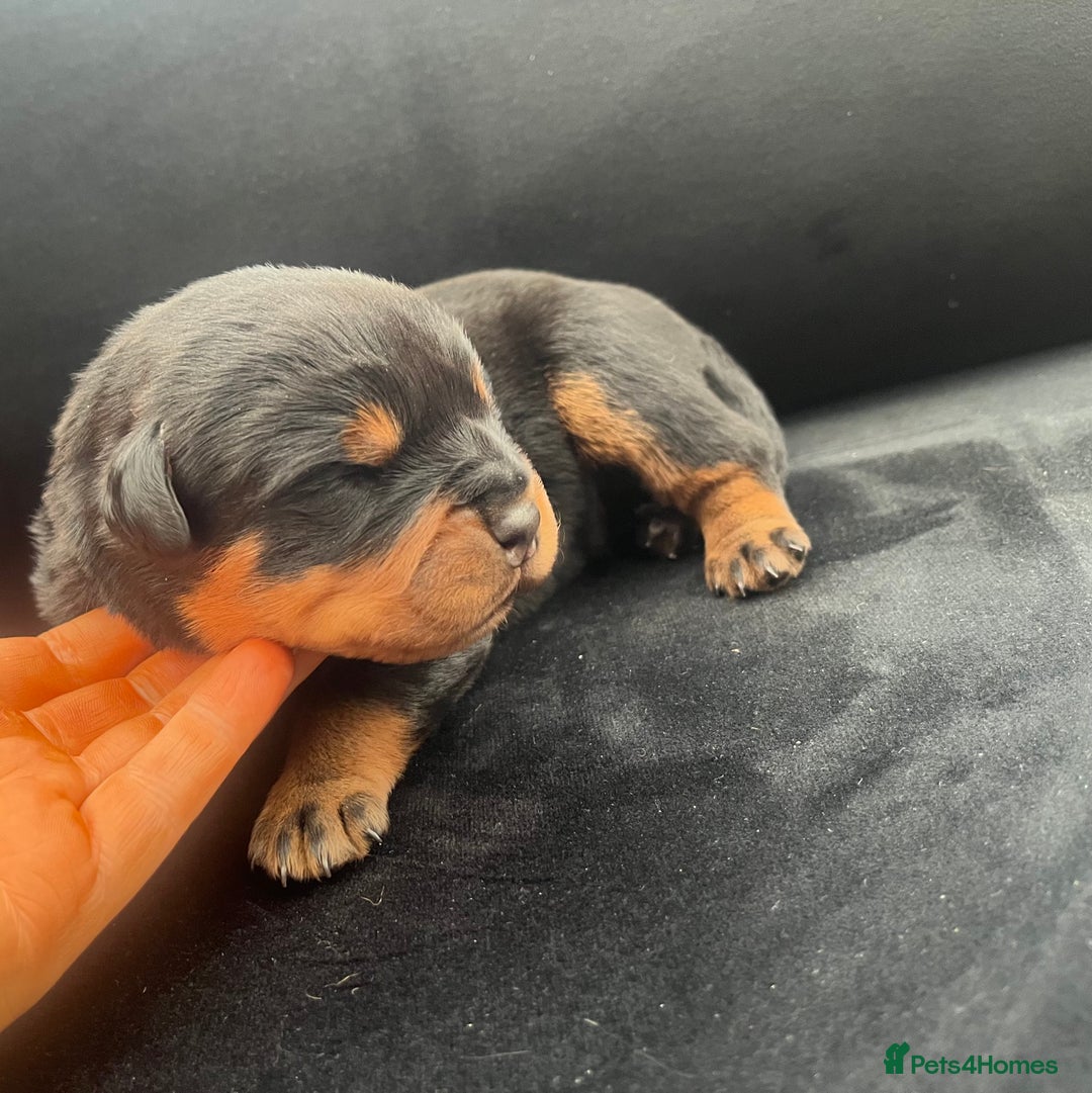 Rottweiler dogs for sale: Purebred Rottweiler Puppy – Ready for Loving Home - Advert 14
