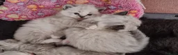 Ragdoll cats for sale: 🐾 Beautiful Ragdoll Kittens looking for homes 🐾 - Advert 11