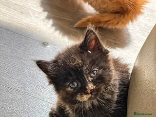 Maine Coon cats 5 beautiful maincoons - Advert 3